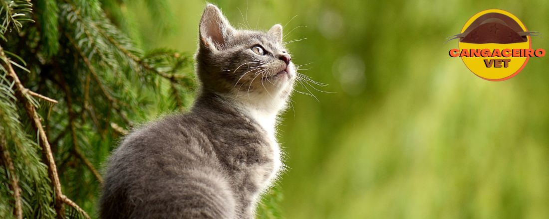 TREINAMENTO VETERINÁRIO EM FELINOS: DOENÇAS GASTROINTESTINAIS