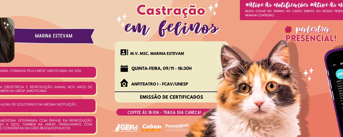 Castração em felinos: da indicação à técnica