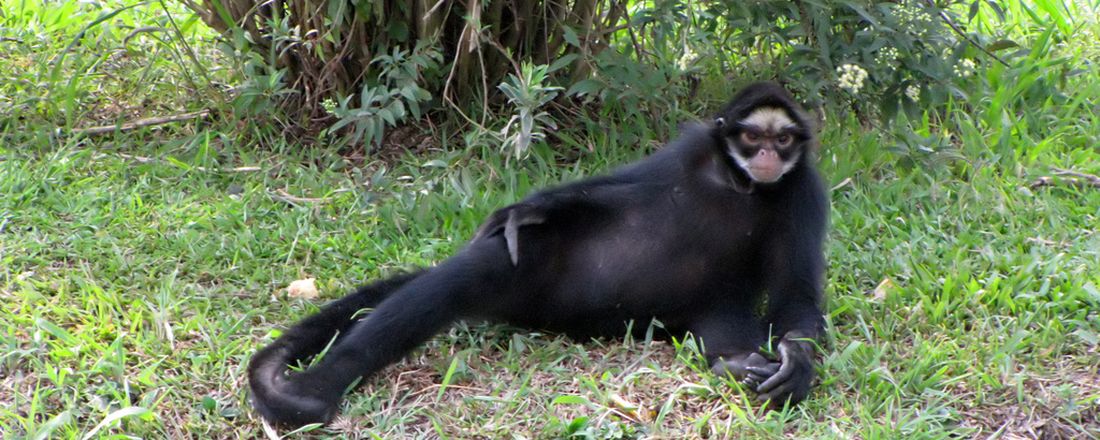 Visita Noturna no Zoológico Municipal de Curitiba