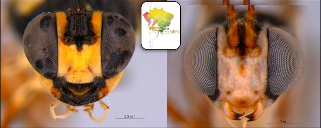 Introdução ao Estudo dos Himenópteros Parasitoides