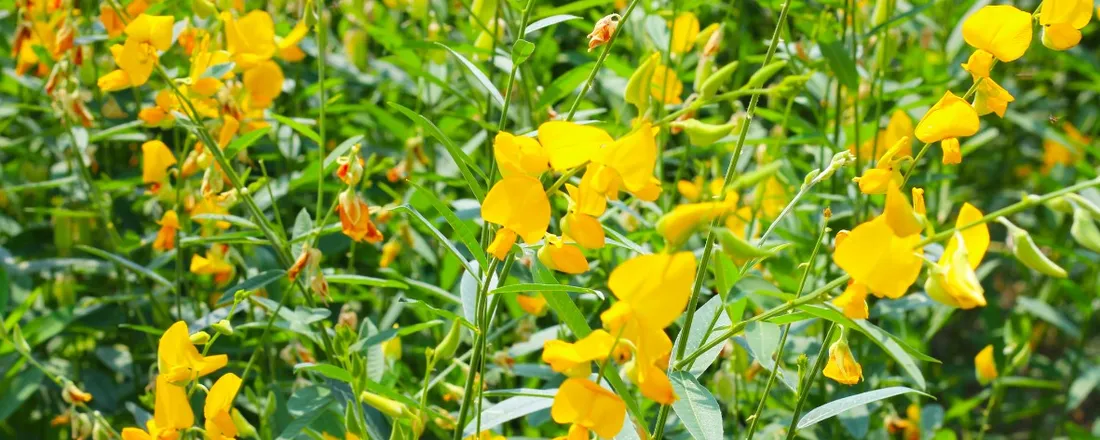 MANEJO INTELIGENTE DO SOLO COM ADUBAÇÃO VERDE