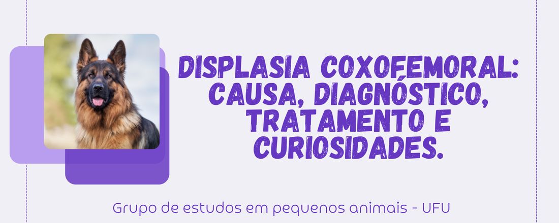 LIVE: Displasia Coxofemoral: causa, diagnóstico, tratamento e curiosidades.