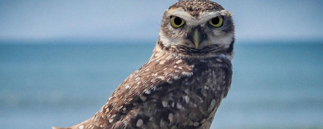 XIX Semana da Biologia Marinha e Gerenciamento Costeiro