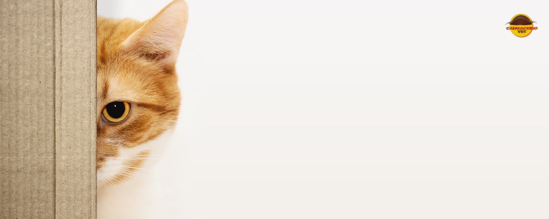 CURSO DE CAPACITAÇÃO EM MEDICINA VETERINÁRIA FELINA: FIV & FELV