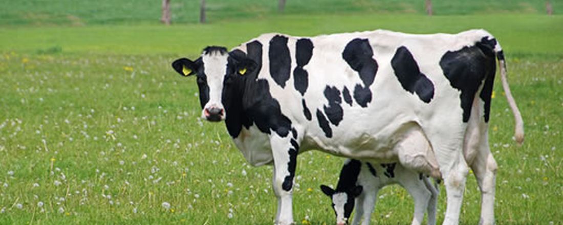 Ciclo de Palestras de Vacas Leiteiras