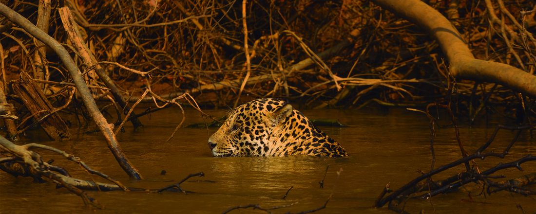 O Pantanal Vive