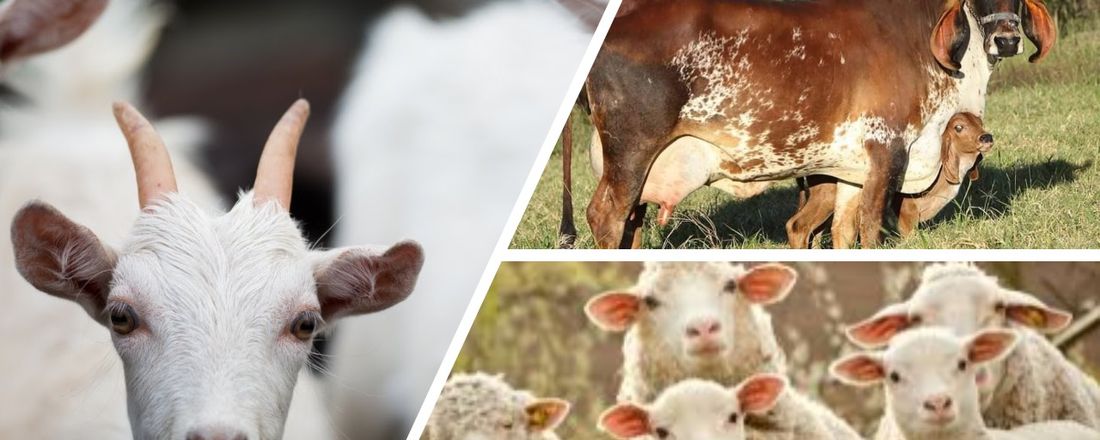 Atualização em doenças infecciosas que impactam na reprodução de ruminantes