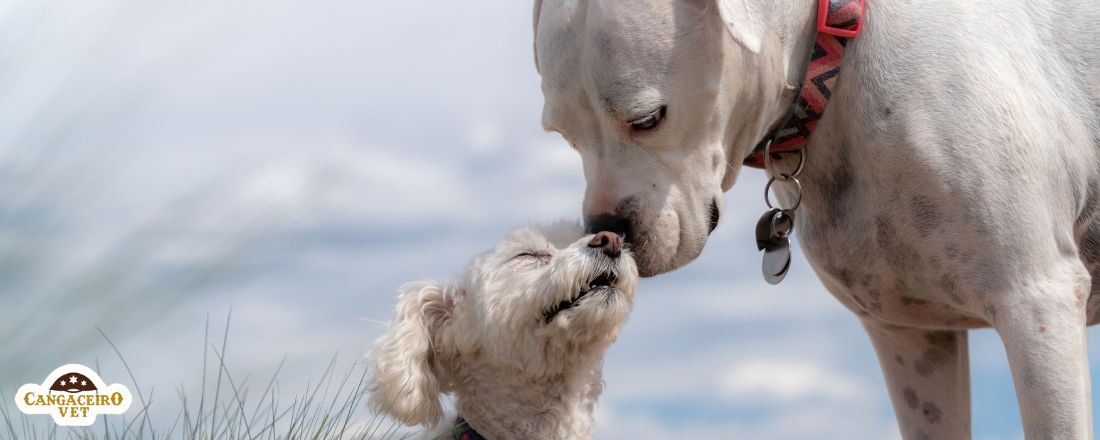 HIPER COMBO INTENSIVO EM CLÍNICA MÉDICA CANINA