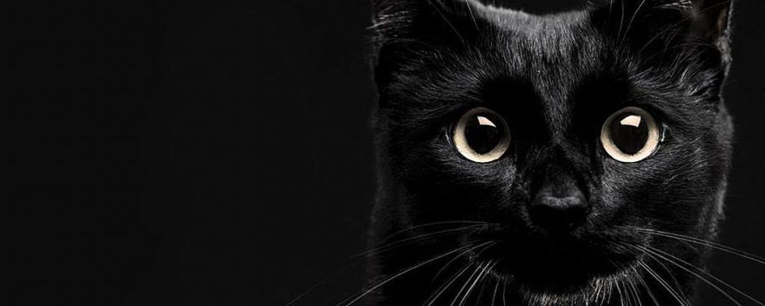 Simpósio Joinvilense de Medicina Felina - Feline Day 2.0