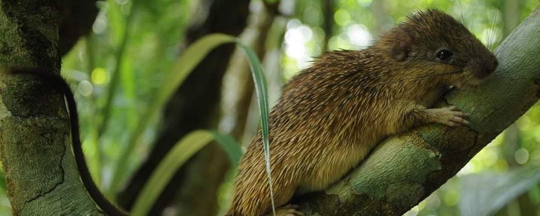 A VIDA DOS PEQUENOS MAMÍFEROS AMAZÔNICOS EM FRAGMENTOS FLORESTAIS