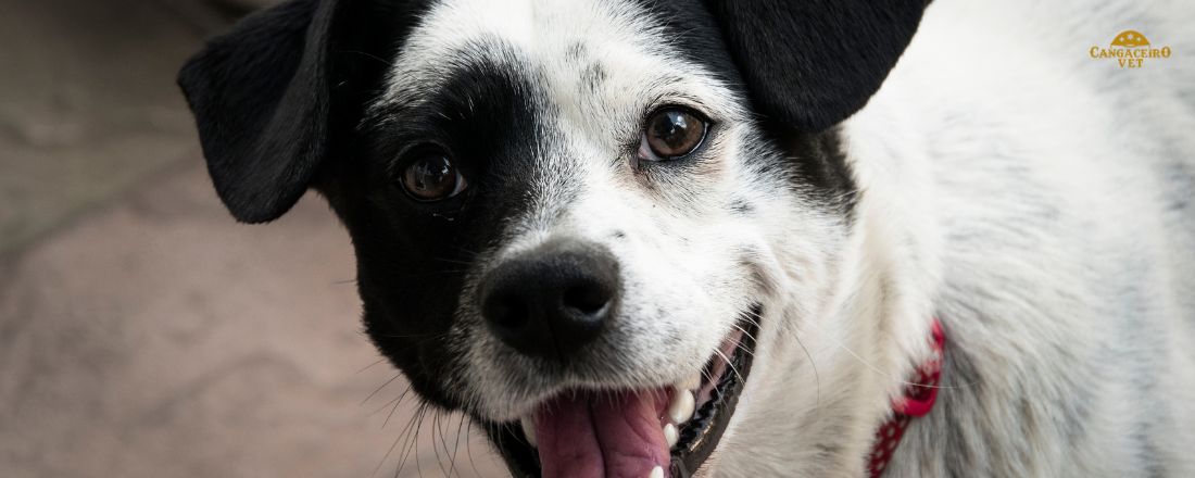 SUPER COMBO 60 HORAS CLÍNICO VETERINÁRIO EM PEQUENOS ANIMAIS