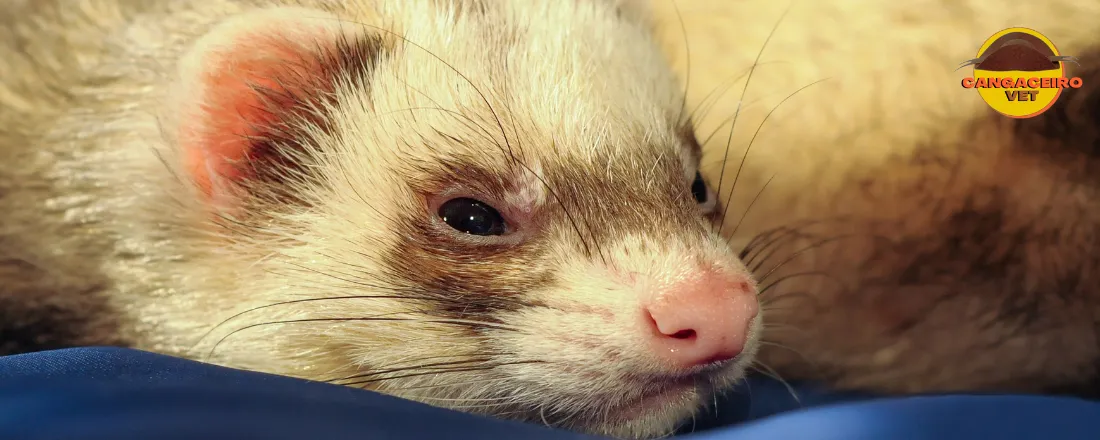 BIG COMBO MÉDICO VETERINÁRIO EM ANIMAIS SILVESTRES