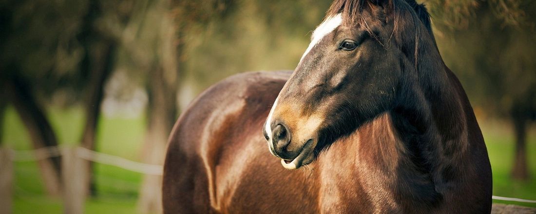 Palestra: Exame Radiográfico de Equinos a Campo