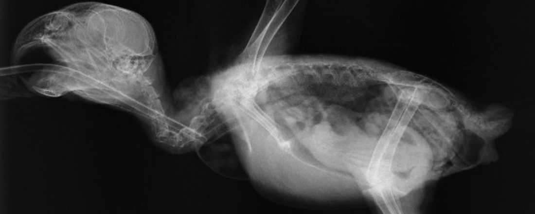 Radiologia de Aves: Diferenças Anatômicas e Indicações Clínicas