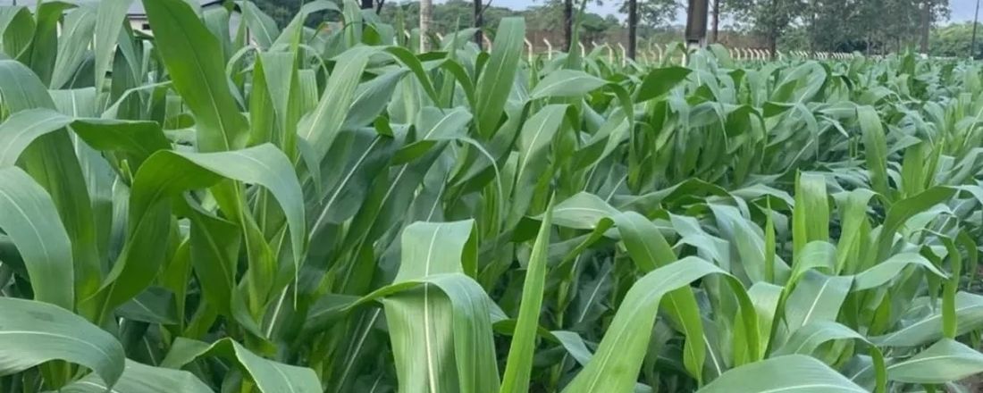 Dia de Campo de Produção de Milho para Silagem