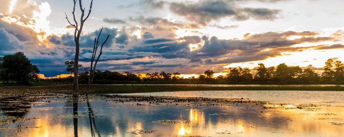 Salve o Pantanal : O bioma pede socorro