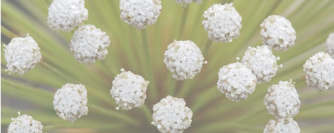 XII Workshop do Programa de Pós-graduação em Biologia Vegetal da UFMG