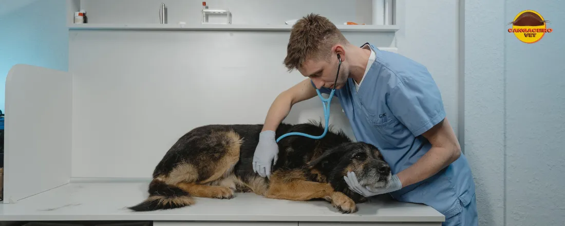 SUPER COMBO 49H: A ARTE DO INTERNAMENTO VETERINÁRIO
