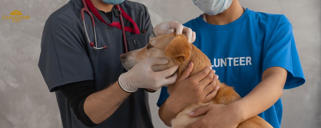 VET COMBO 49H: ATUANDO NA INTERNAÇÃO VETERINÁRIA