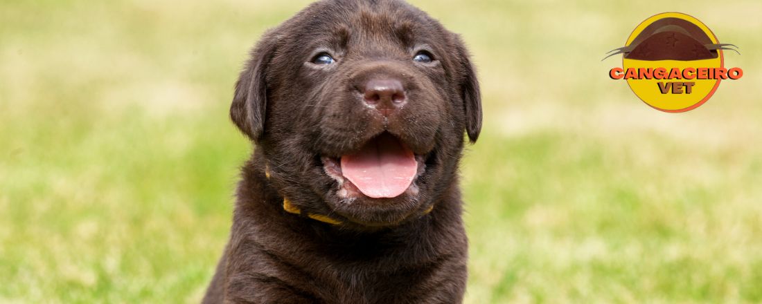 TREINAMENTO VETERINÁRIO EM DOENÇAS DERMATOLÓGICAS