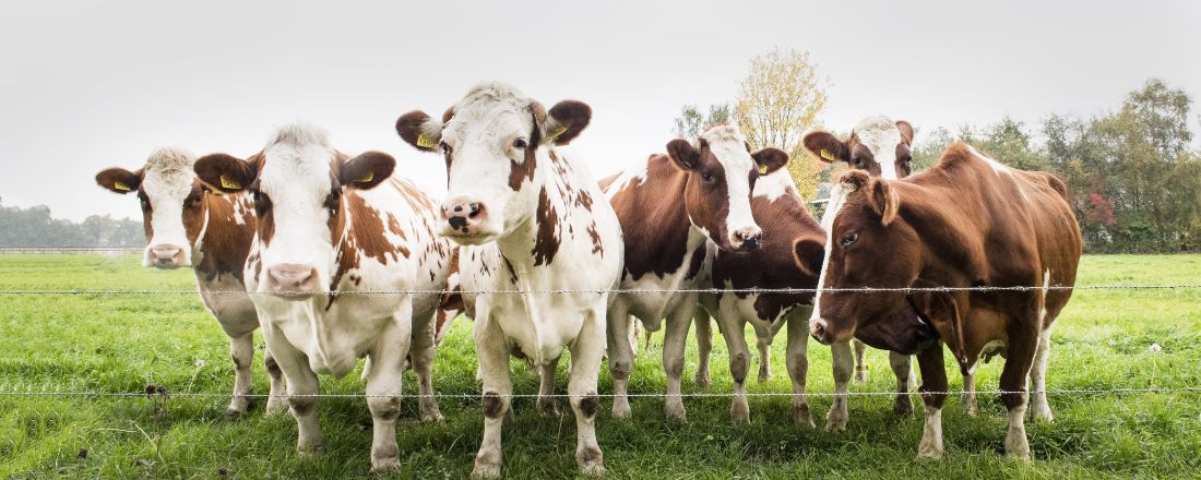 Doenças reprodutivas de origem infecciosa em bovinos