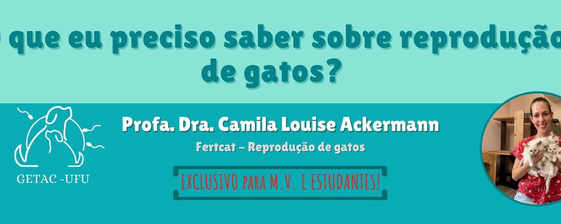 O que eu preciso saber sobre reprodução de gatos?