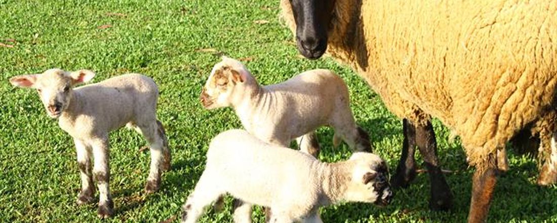 Bem-estar de ovelhas no pré-parto e cuidados neonatais