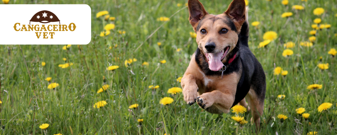 CURSO INTENSIVO DE ATUALIZAÇÃO EM INTOXICAÇÃO VETERINÁRIA