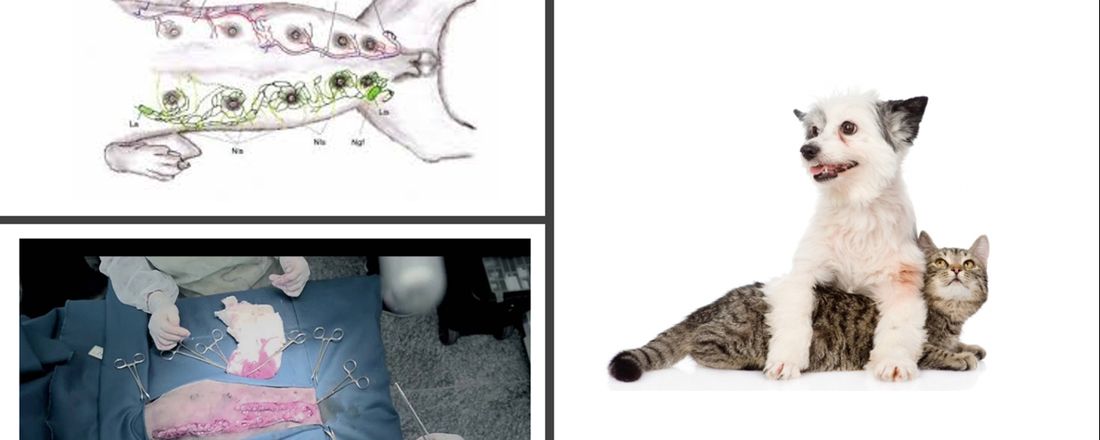 Mastectomia e Linfadenectomia em Fêmeas Caninas e Felinas com Neoplasmas Mamários