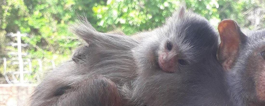 Divulgando os primatas amazônicos: sagui-de-Rondônia e zogue-zogue