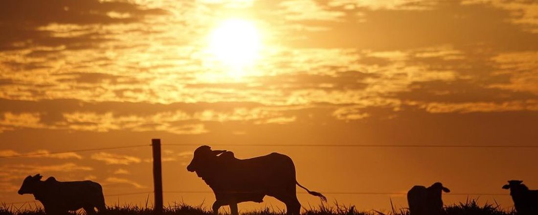 I MOSTRA DE PRODUÇÃO TÉCNICO-CIENTÍFICA DO CURSO DE MEDICINA VETERINÁRIA