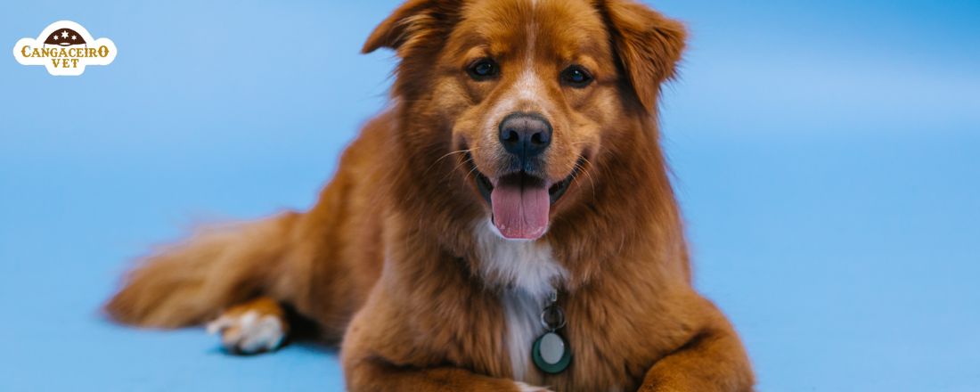 CURSO INTENSIVO EM DIAGNÓTICO POR IMAGEM VETERINÁRIO