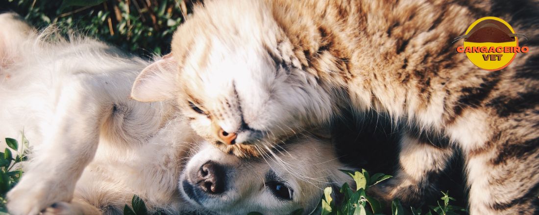 MEGACURSO: NUTRIÇÃO DE PEQUENOS ANIMAIS