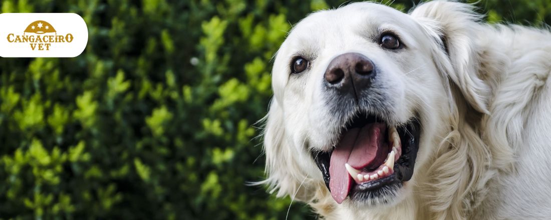 CONGRESSO LATINO AMERICANO EM SAÚDE VETERINÁRIA