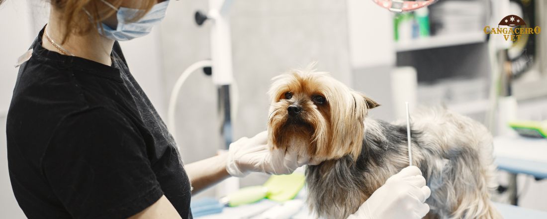 TREINAMENTO VETERINÁRIO EM MÉTODOS DE DIAGNÓSTICO CLÍNICO