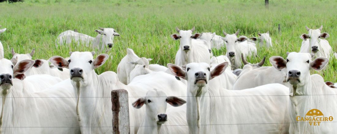 TREINAMENTO EM SAÚDE BOVINA: FEBRE AFTOSA & EEB