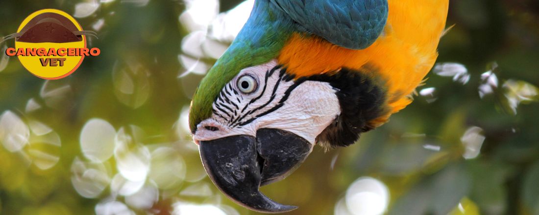 CONGRESSO NACIONAL EM MEDICINA DE ANIMAIS SILVESTRES