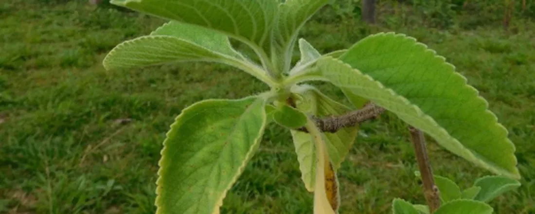 Oficina Medicamentos Caseiros - Escola Politécnica Joaquim Venâncio
