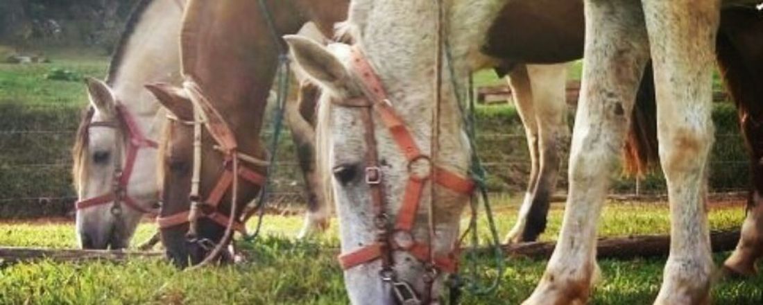 A utilização do cavalo no tratamento de pessoas com estresse pós-traumático