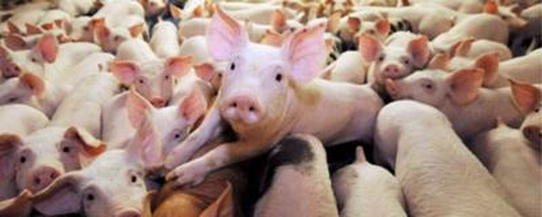 GESA Conectado: Idade ao desmame: impactos econômicos, sanitários e produtivos