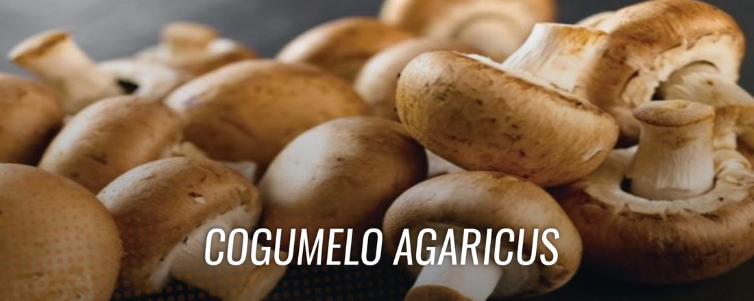 COGUMELOS AGARICUS - PRODUÇÃO E COLHEITA