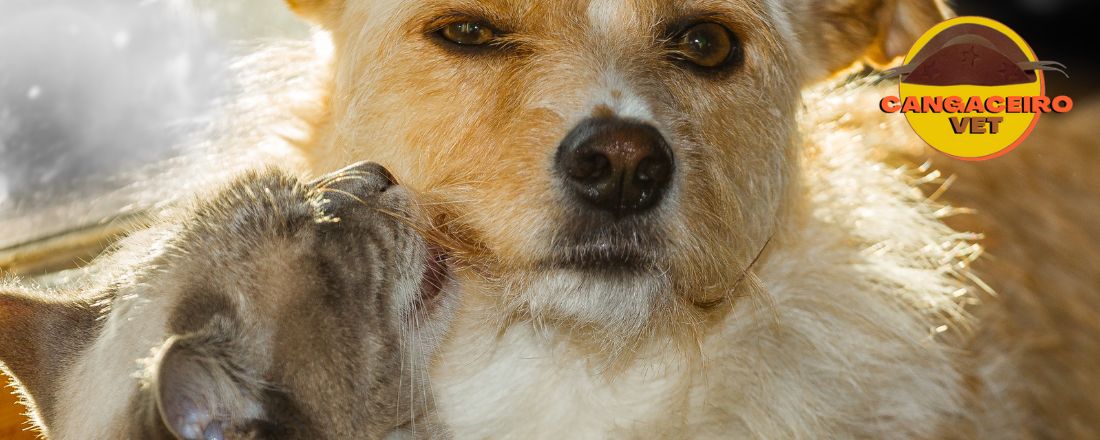 MEGA CURSO: CONTROLE DE ECTOPARASITOS EM CÃES E GATOS