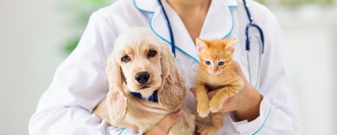 Feira de adoção de Animais