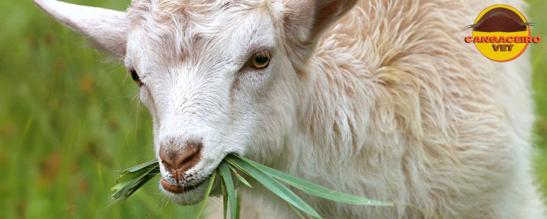 TREINAMENTO VETERINÁRIO DE ATUALIZAÇÃO EM DOENÇAS INFECCIOSAS EM ANIMAIS DOMÉSTICOS E SILVESTRES