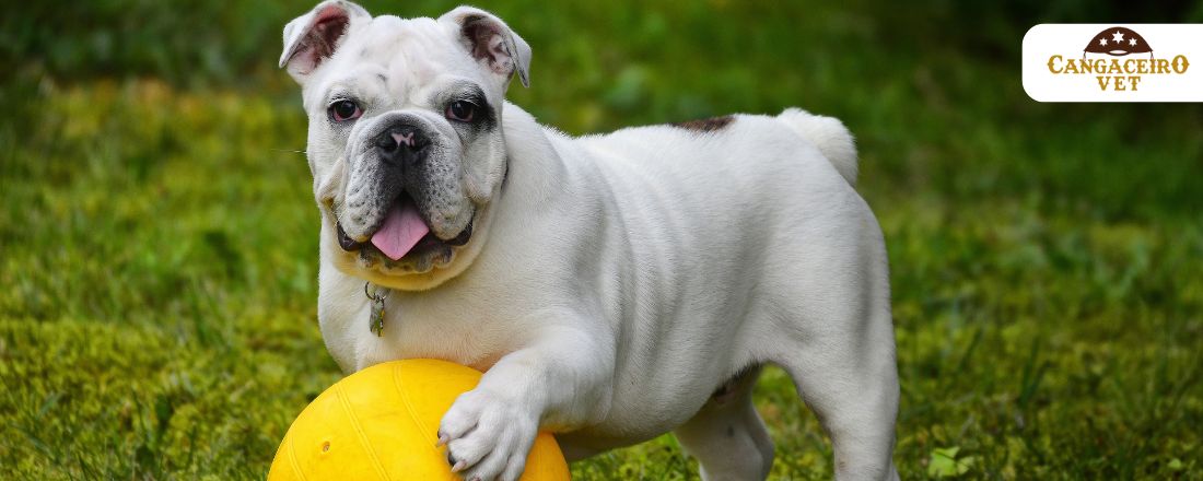 CURSO INTENSIVO VETERINÁRIO EM CLÍNICA MÉDICA DE CÃES