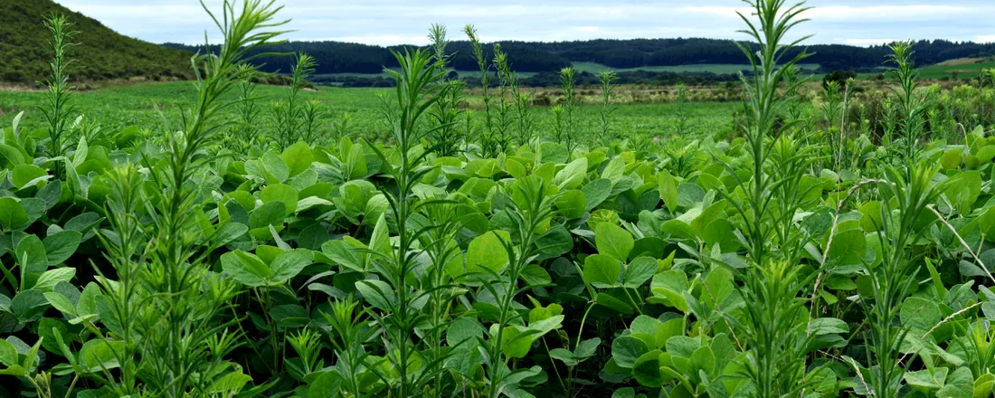 Aula prática: "Controle de Plantas Invasoras"