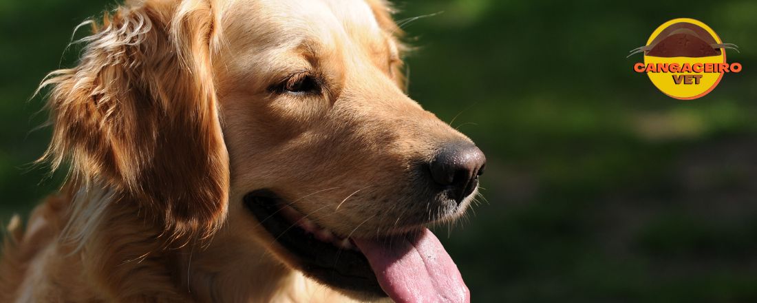 CONGRESSO ACADÊMICO EM MEDICINA VETERINÁRIA