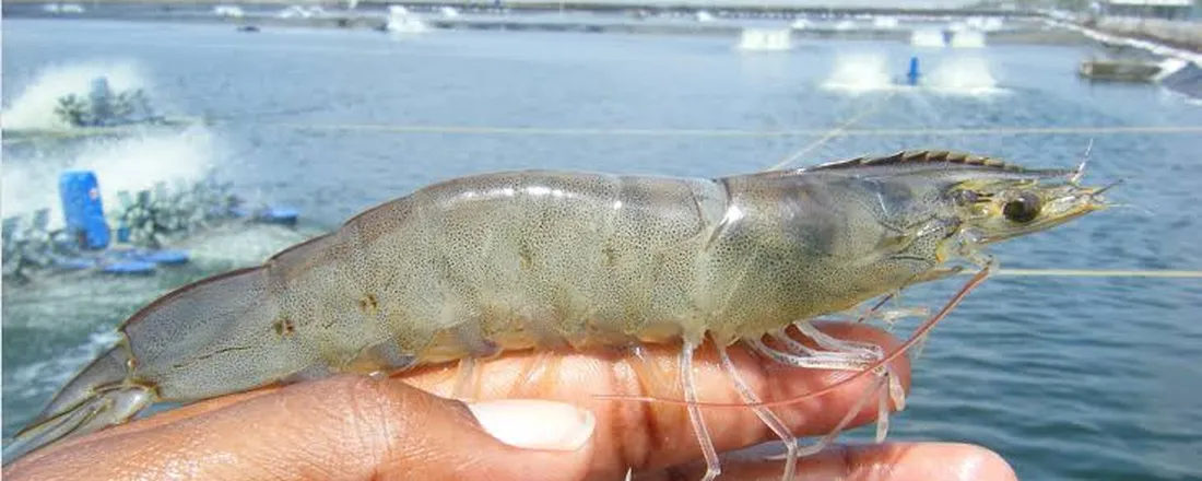 Minicurso Criação de camarão marinho (Penaeus vannamei) em águas interiores