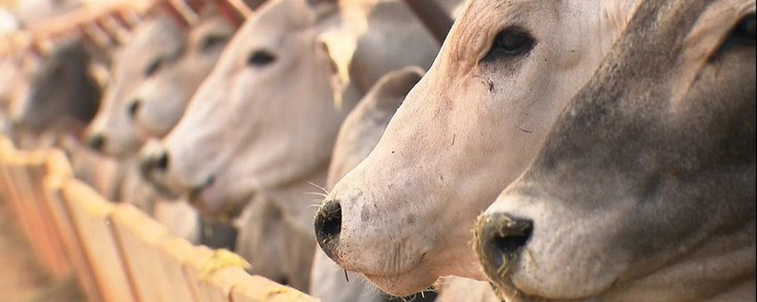 Palestra: "O bem estar animal e seus efeitos na qualidade da carne bovina"