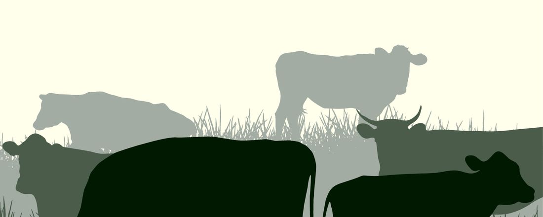 Cirurgias a Campo: Até onde podemos ir?